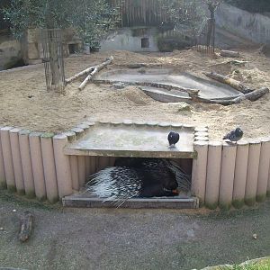Porcupine Exhibit