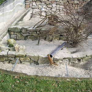 Yellow Mongooses Exhibit