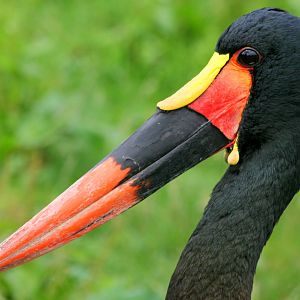 Saddle-billed stork; Blackbrook; 31st July 2011