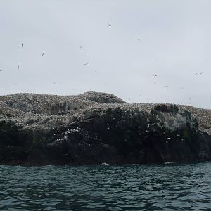 Gannet Colony - Grassholm, 01/08/11