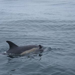 Short-beaked Common Dolphins - off Grassholm/the Smalls, 01/08/11