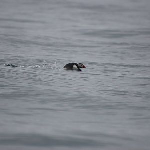 Atlantic Puffin - between Ramsey and Grassholm, 01/08/11