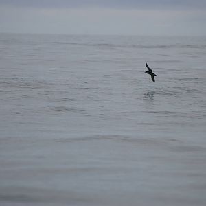 Manx Shearwater - between Ramsey and Grassholm, 01/08/11