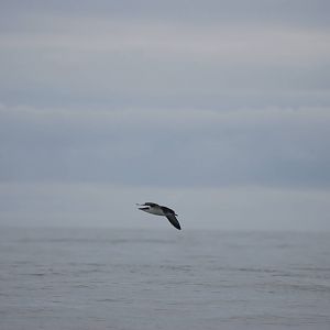 Manx Shearwater - between Ramsey and Grassholm, 01/08/11