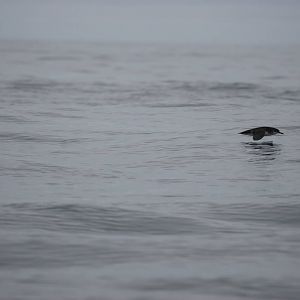 Manx Shearwater - between Ramsey and Grassholm, 01/08/11