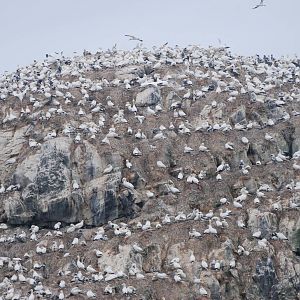 Gannet Colony - Grassholm, 01/08/11