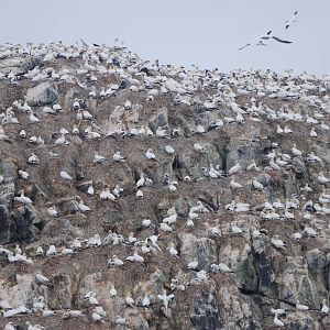Gannet Colony - Grassholm, 01/08/11