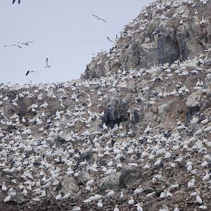 Gannet Colony - Grassholm, 01/08/11