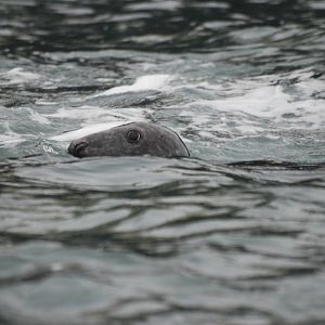 Grey Seal - Grassholm, 01/08/11