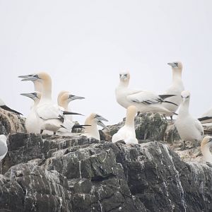 Northern Gannets - Grassholm, 01/08/11