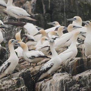 Northern Gannets - Grassholm, 01/08/11