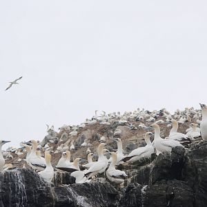 Gannet Colony - Grassholm, 01/08/11