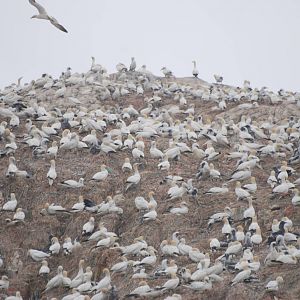 Gannet Colony - Grassholm, 01/08/11