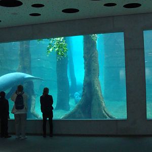 Manatee House Underwater-Viewing