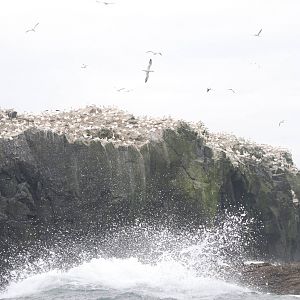 Gannet Colony - Grassholm, 01/08/11