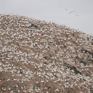 Gannet Colony - Grassholm, 01/08/11
