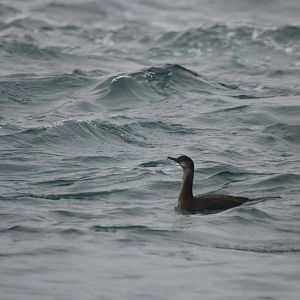 European Shag - Grassholm, 01/08/11
