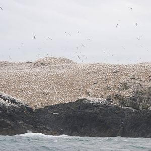 Gannet Colony - Grassholm, 01/08/11