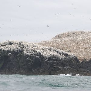 Gannet Colony - Grassholm, 01/08/11