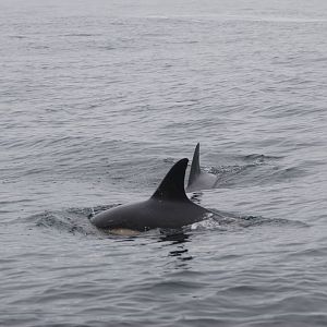 Short-beaked Common Dolphin - off Grassholm/the Smalls, 01/08/11