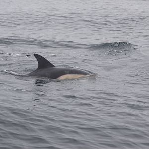 Short-beaked Common Dolphins - off Grassholm/the Smalls, 01/08/11