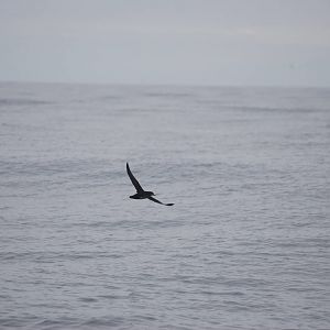 Manx Shearwater - off Grassholm/the Smalls, 01/08/11