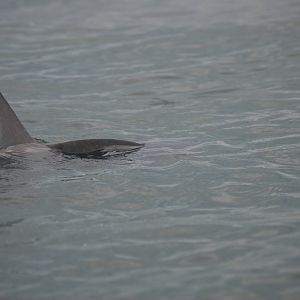Ocean Sunfish - between Ramsey and Grassholm, 01/08/11