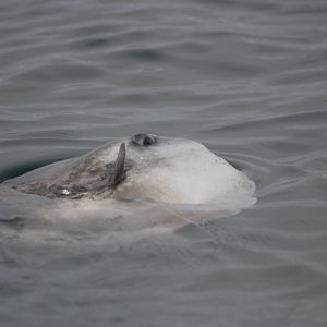 Ocean Sunfish - between Ramsey and Grassholm, 01/08/11