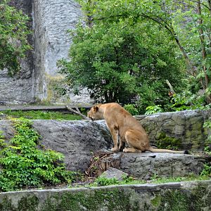 Lions exhibit