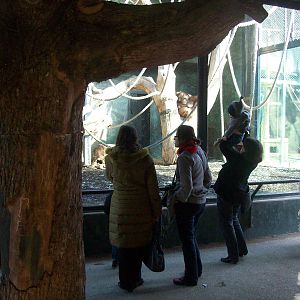 Orangutan Exhibit
