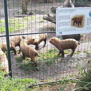 Bush Dogs