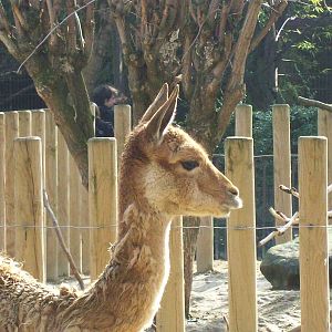 Vicuña
