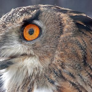 Eurasian Eagle Owl