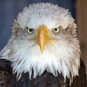 American Bald Eagle