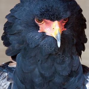 Bateleur Eagle