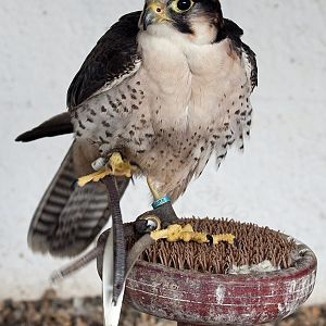 Lanner Falcon