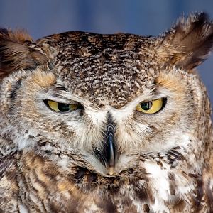 Great Horned Owl