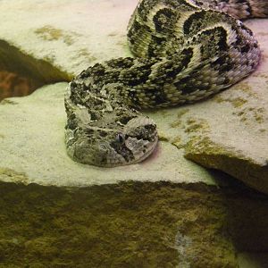 Puff Adder at Terra Natura 29/07/11