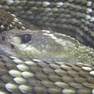 Mexican black-tailed Rattlesnake at Terra Natura 29/07/11