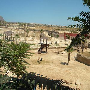 Dromendary Camel and Asian Water Buffalo enclosure at Terra Natura 29/07/11