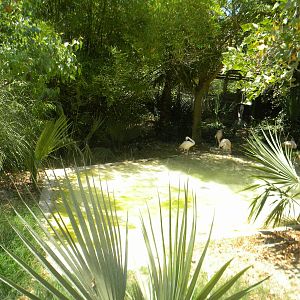 Greater Flamingo enclosure at Terra Natura 29/07/11