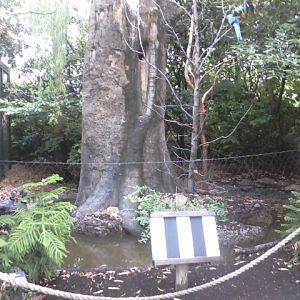 Wings of the World: A Celebration of Flight- Mixed Bird Species exhibit