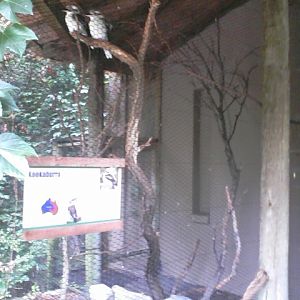 Wings of the Wolrd- Laughing Kookaburra exhibit