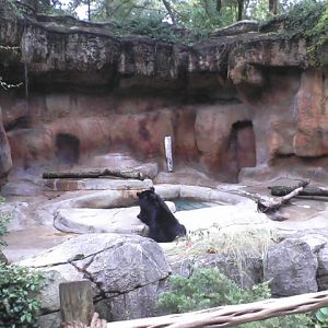 Bear Line- American Black Bear exhibit