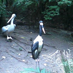 Jungle Trails- Saddle-billed Stork and Pink-backed Pelican