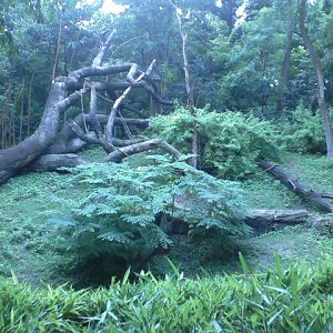 Jungle Trails- African Animals Trail- Best Bonobo exhibit in the U.S.?