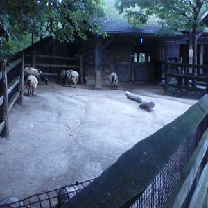 Spaulding Children's Zoo- Blakely's Barn- Jacob Sheep exhibit