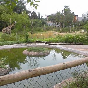 Giraffe Ridge- Mixed Bird Species Exhibit