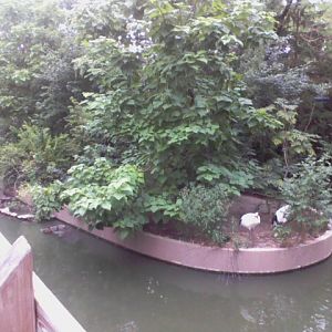 Swan Lake- Red-crowned Crane island