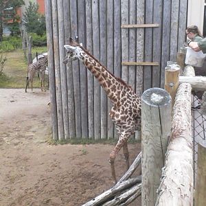 Giraffe Ridge Feeding Area